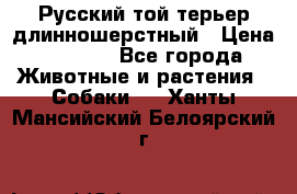 Русский той-терьер длинношерстный › Цена ­ 7 000 - Все города Животные и растения » Собаки   . Ханты-Мансийский,Белоярский г.